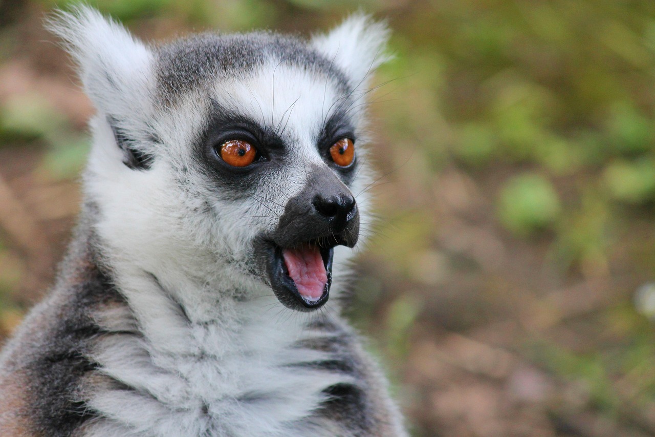 Lemur
